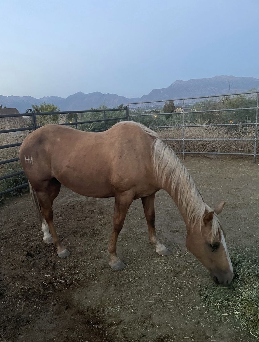 Broodmare/Companion Horse