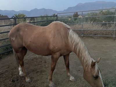 Broodmare/Companion Horse