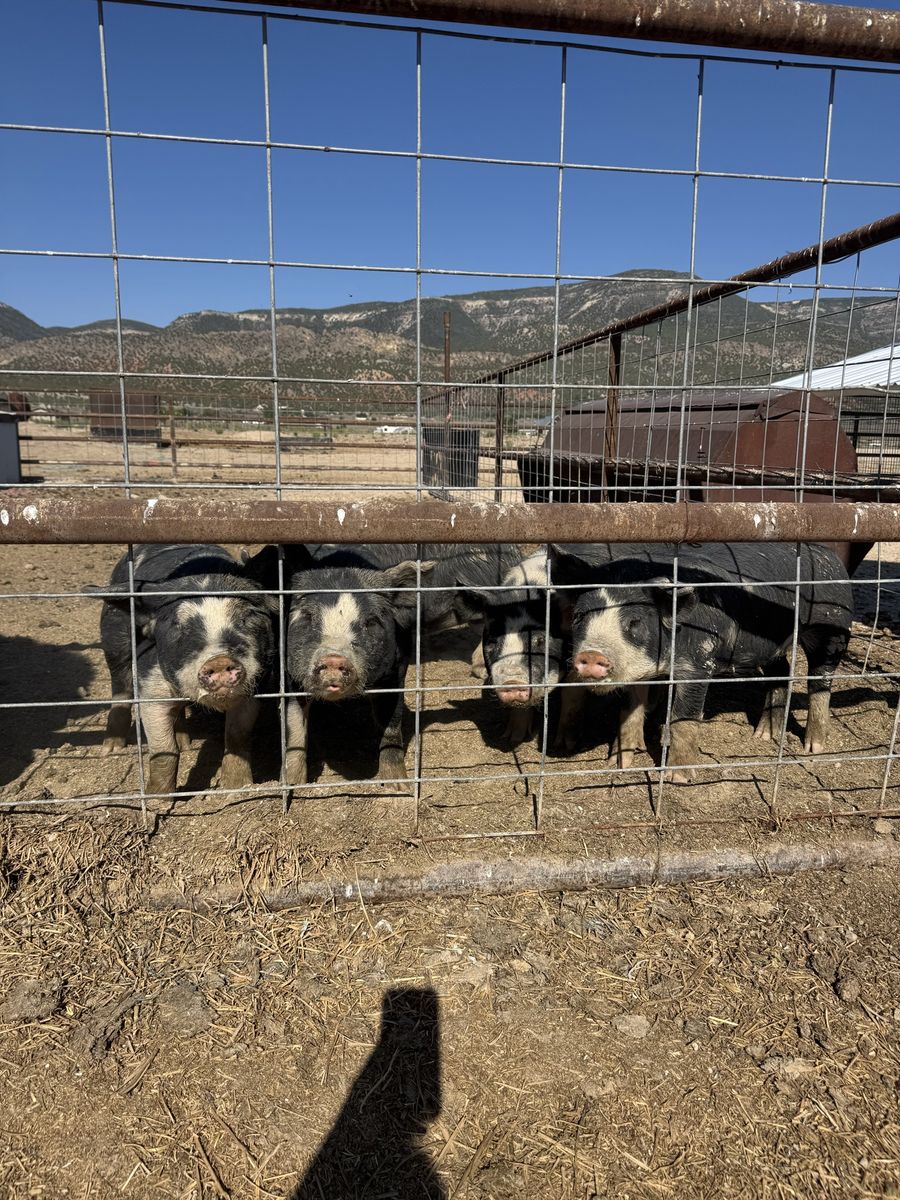 Live Pigs / Piglets for sale