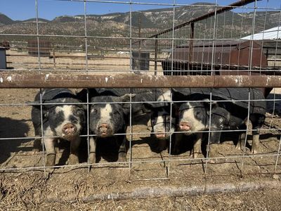 Live Pigs / Piglets for sale