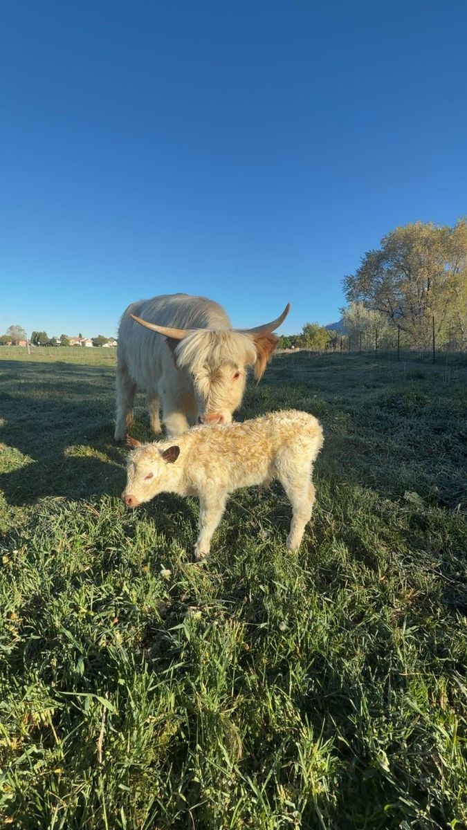 Pandaloosa Miniature Bull Calf - Freckles
