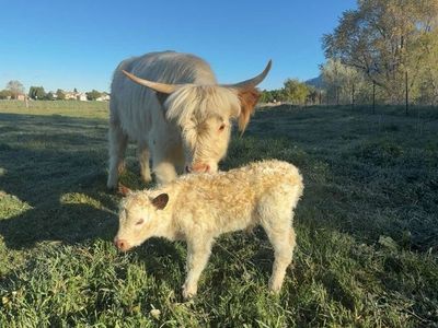 Pandaloosa Miniature Bull Calf - Freckles