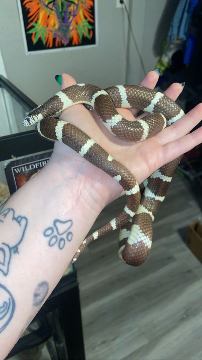 4 year old California king snake and set up