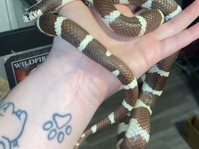 4 year old California king snake and set up