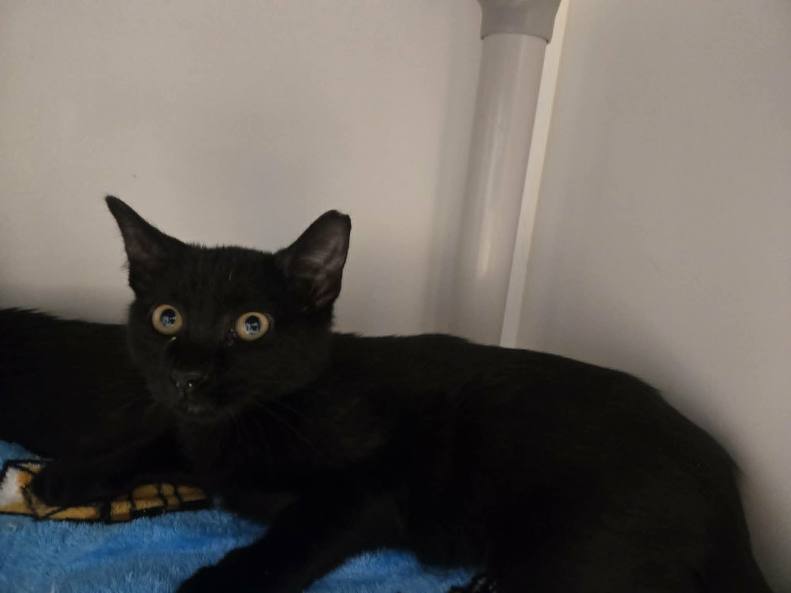 A164100 August is Available for Adoption!