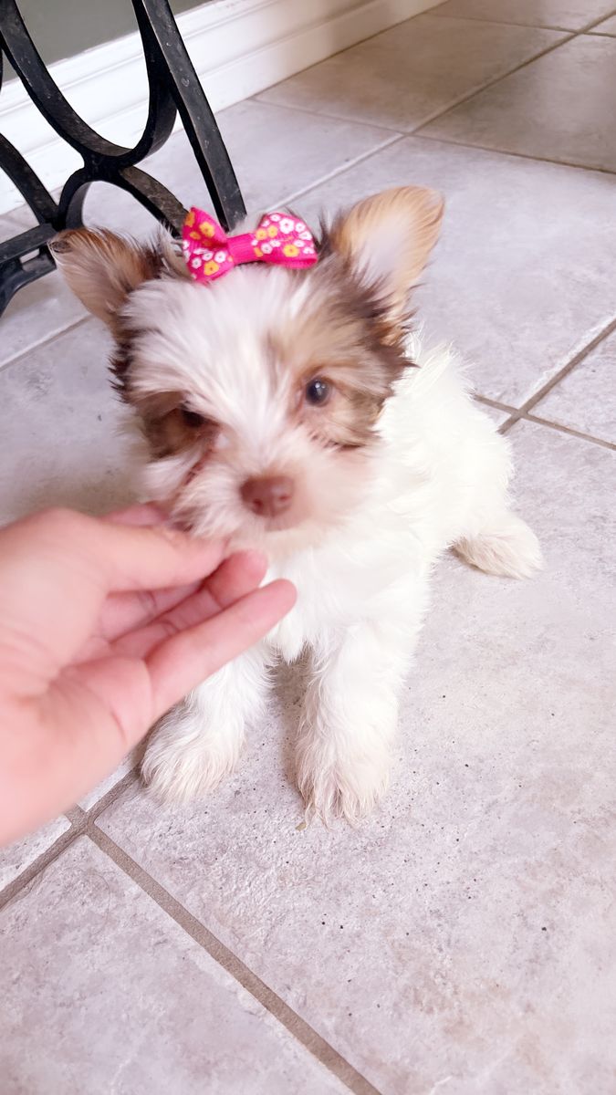 Adorable female Yorkie  Puppy 