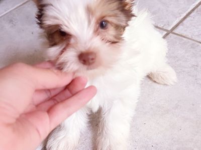 Adorable female Yorkie Puppy