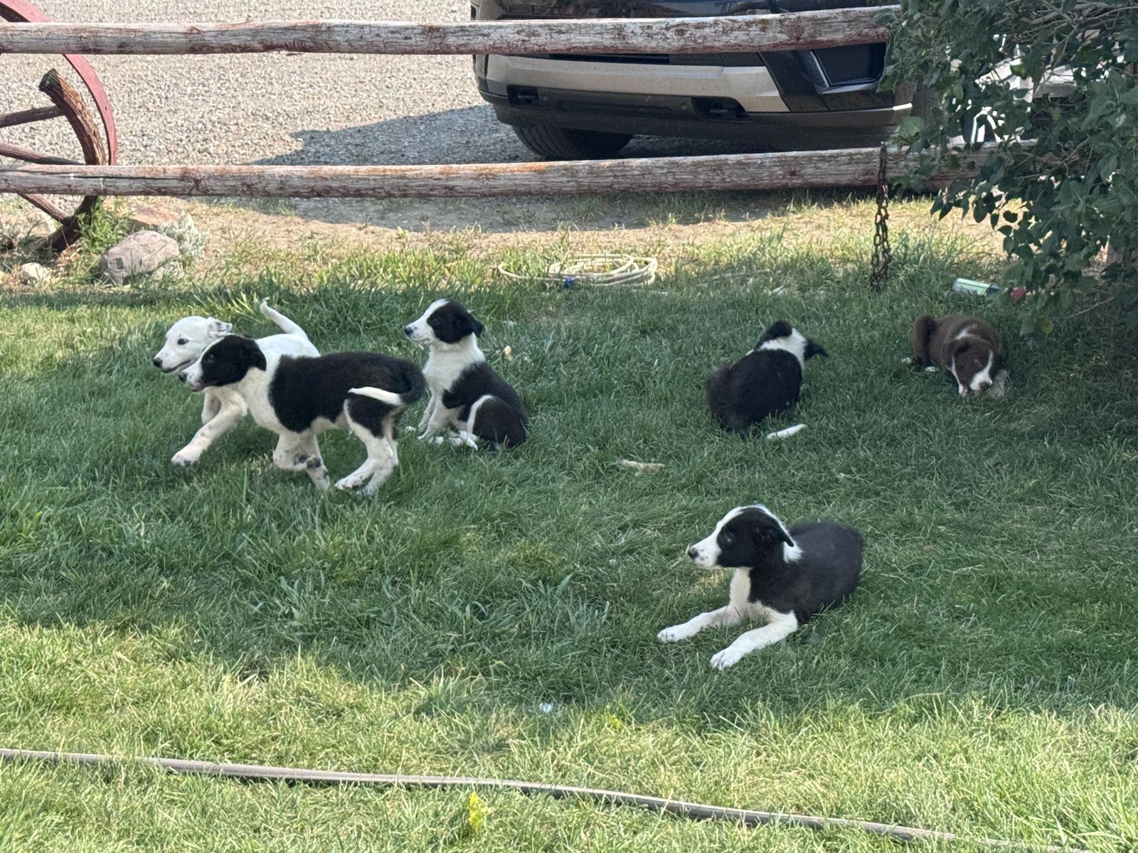 Border Collie Puppies