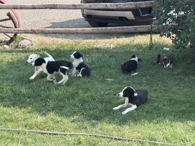 Border Collie Puppies