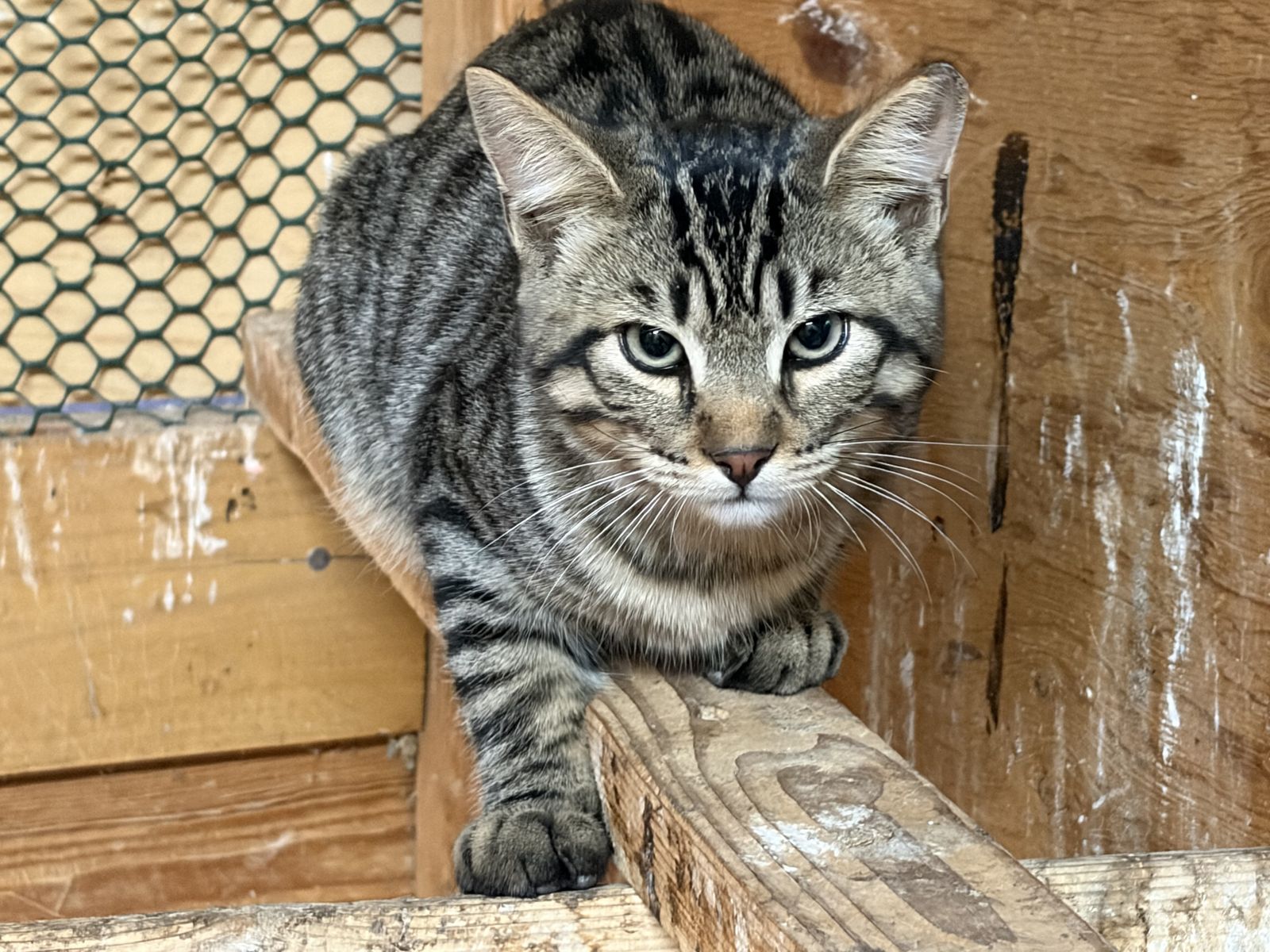 Free barn kittens