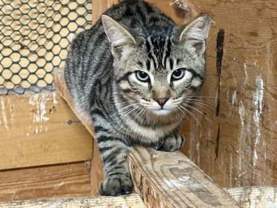 Free barn kittens
