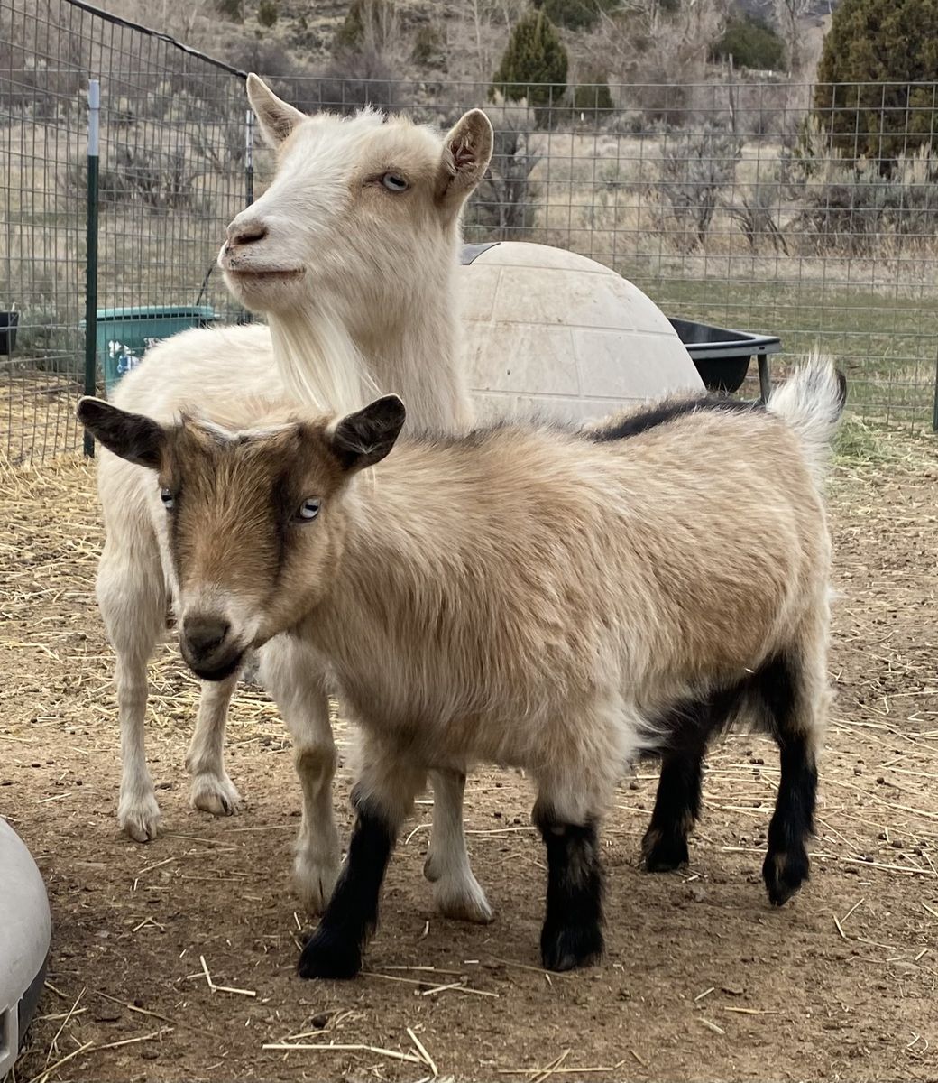 2 Nigerian Dwarf Does