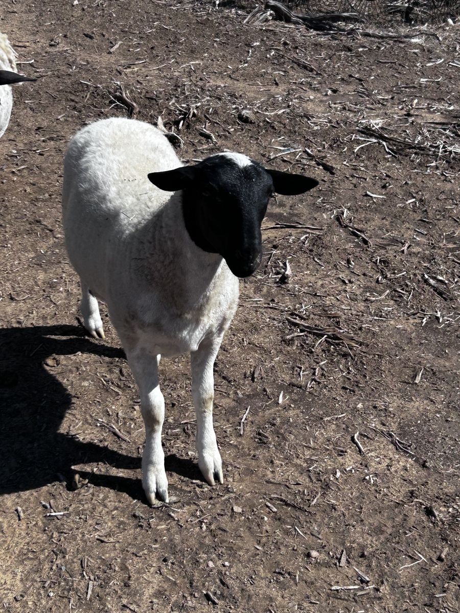 dorper lambs