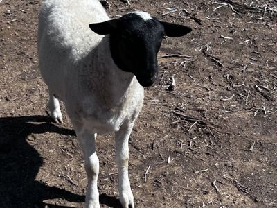 dorper lambs
