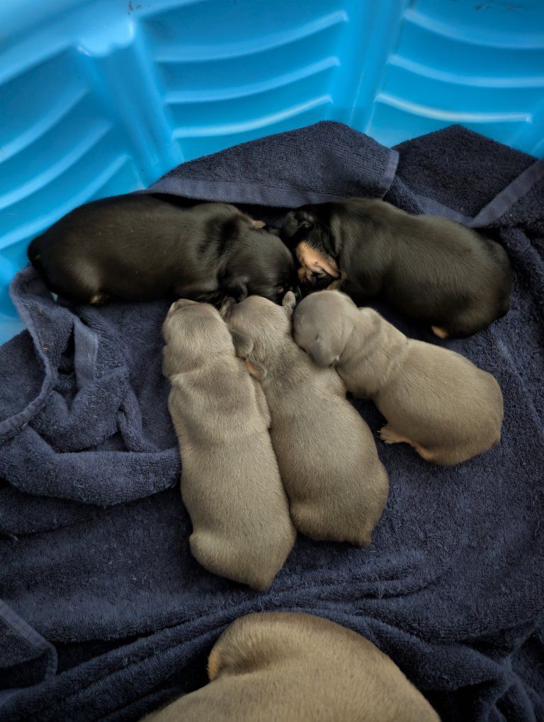 Puppies For Sale