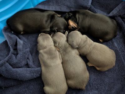 Puppies For Sale