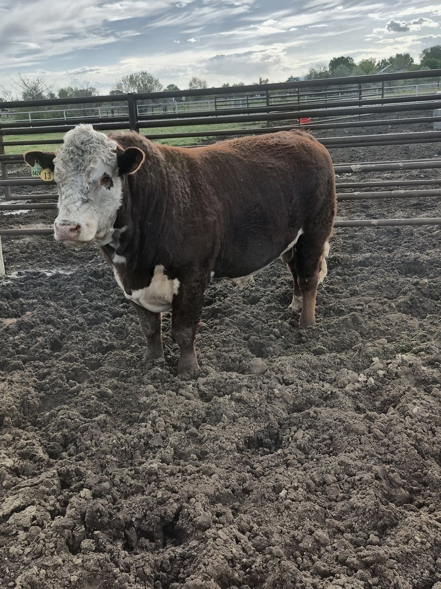 Registered 2 year old Polled Herford bull for sale.