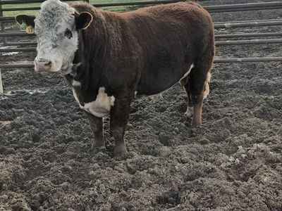 Registered 2 year old Polled Herford bull for sale.