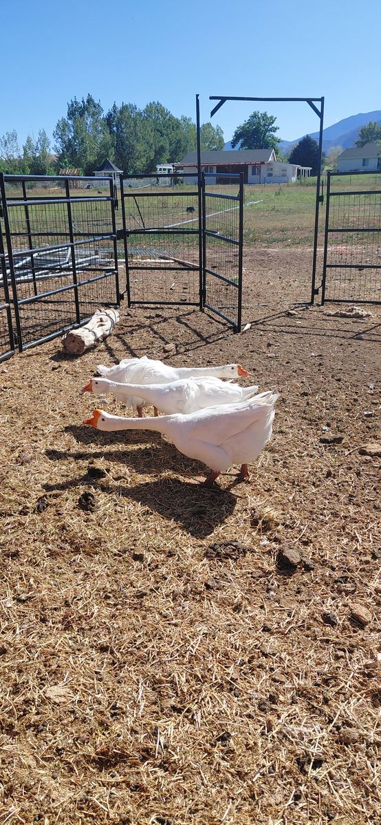 Chinese Sebastopol Mix Geese
