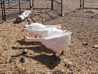 Chinese Sebastopol Mix Geese