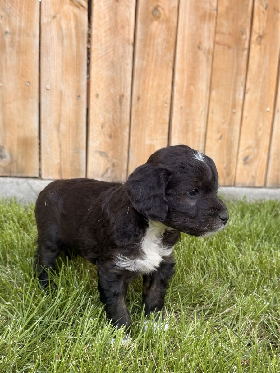 PRICE DROP!! Adorable Mini Aussiedoodle Puppy - Black with White Markings