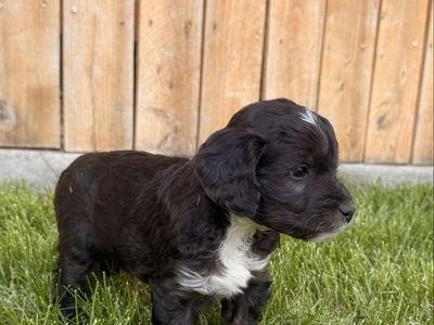 PRICE DROP!! Adorable Mini Aussiedoodle Puppy - Black with White Markings