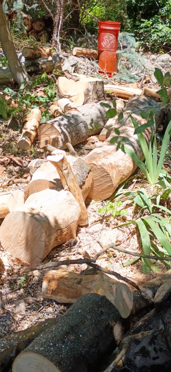 Free dry maple firewood and pine