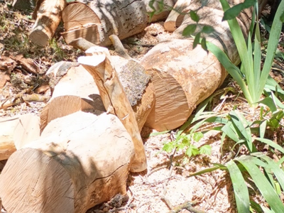 Free dry maple firewood and pine