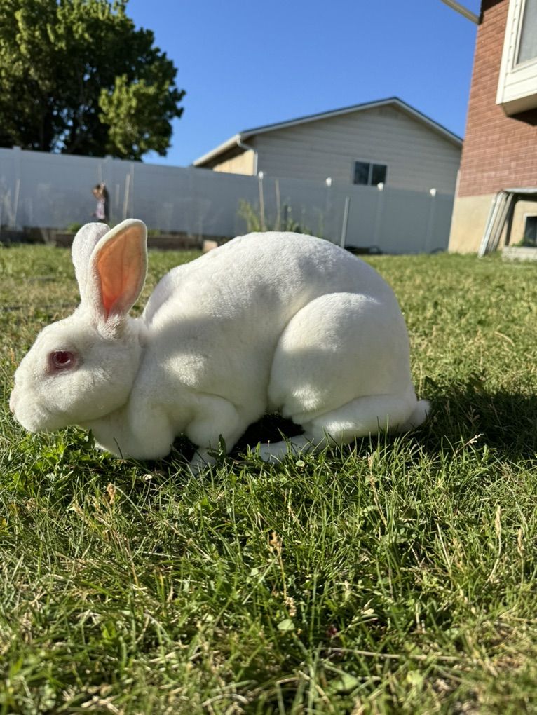 Purebred Rex Retired Breeder Rabbits 4-5 Years Old