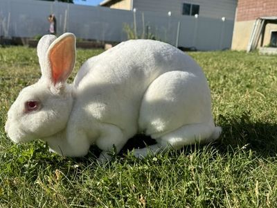 Purebred Rex Retired Breeder Rabbits 4-5 Years Old