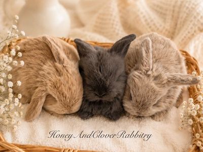 Purebred Holland Lop Baby Bunny Rabbits