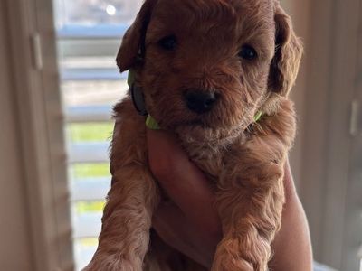 Mini Golden Doodle Puppies