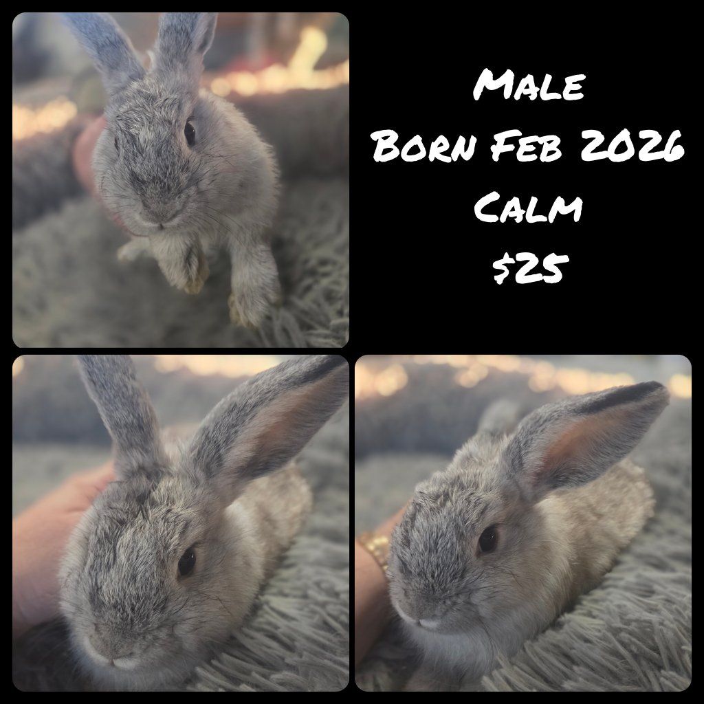 Bunny Baby Rabbits Ready for Homes