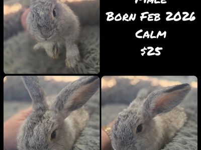 Bunny Baby Rabbits Ready for Homes