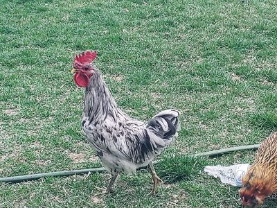 Silverrudds Rooster