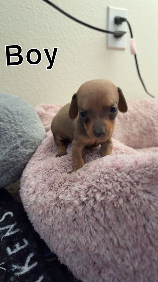 Short Hair Purebred Miniature Dachshunds