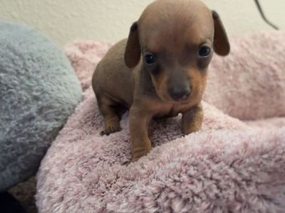 Short Hair Purebred Miniature Dachshunds