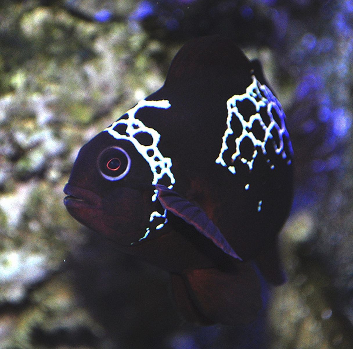 Lightning Maroon Clownfish Live Saltwater Aquarium Fish