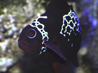 Lightning Maroon Clownfish Live Saltwater Aquarium Fish