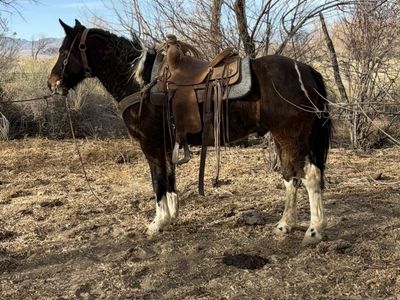 Paint Gelding