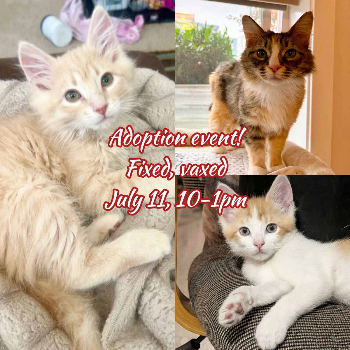 Kittens and Cats adoption event! Fixed, vaxed, July 11th!