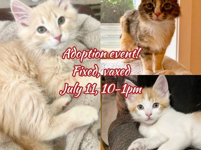Kittens and Cats adoption event! Fixed, vaxed, July 11th!