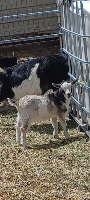 Blue eyed Nigerian Dwarf buckling