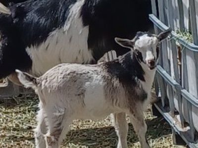 Blue eyed Nigerian Dwarf buckling