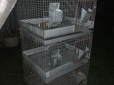 Rabbit cages