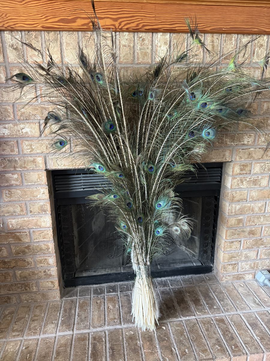 Vintage peacock feathers