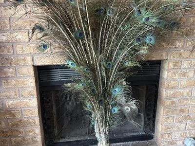 Vintage peacock feathers