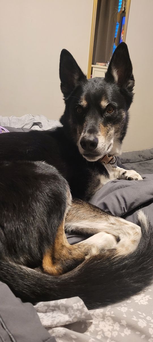 6yo male German Shepherd/ Husky