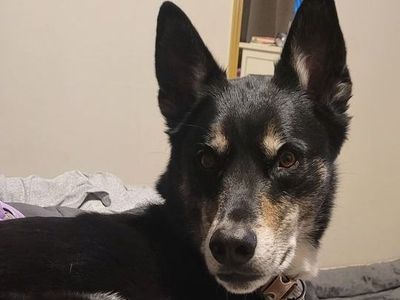 6yo male German Shepherd/ Husky