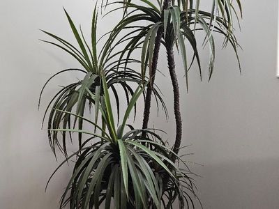 Decorative Artificial Plant